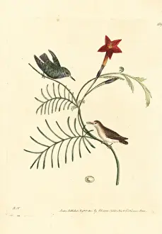 Vervain hummingbird, Mellisuga minima