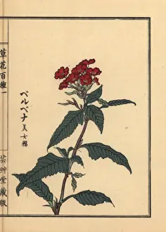 Kusabanahyakushu Prints: Vervain, Verbena officinalis