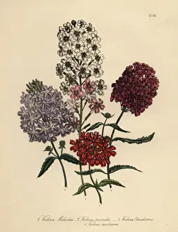 Humphreys Prints: Vervain or Verbena species