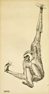 Swings Prints: A Vervet Monkey swinging on a branch, holding a banana