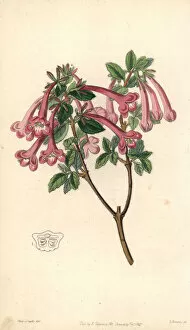 Vesalea floribunda