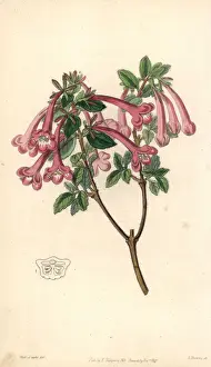 Floribunda Prints: Vesalea floribunda