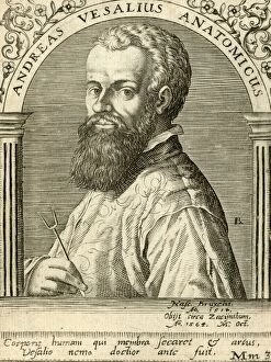 Images Dated 2nd May 2017: Vesalius - Ammon 1650