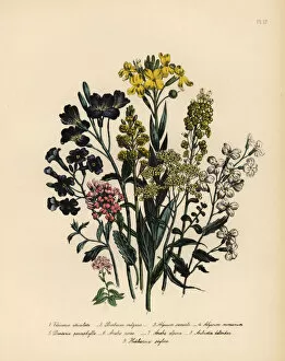 Arabis Collection: Vesircaria, rocket, toothwort and wallcress species