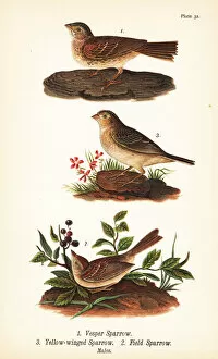 Vesper sparrow, grasshopper sparrow and field sparrow