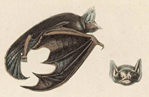Halloween Gallery: Vespertilion Bat