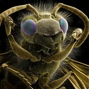 Vespula vulgaris, common wasp