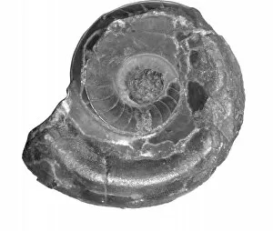 Nautiloid Collection: Vestinautilus cariniferous, nautiloid