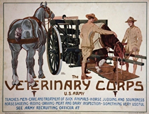 The Veterinary Corps, US Army, teaches men care and treatmen The Veterinary Corps, US Army, teaches men care and treatmen