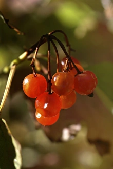 Adoxaceae Gallery: Viburnum lantana, wayfaring tree