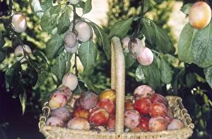Victoria Plums