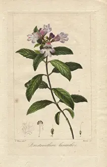 Pancracebessa Prints: Victorian Christmas bush, Prostranthera lasianthos