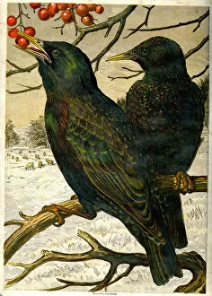 Cold Gallery: Victorian Christmas - starlings eating berries