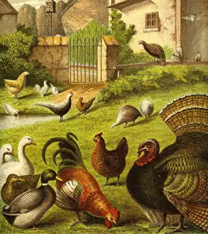 Victorian Farmyard (The poultry)