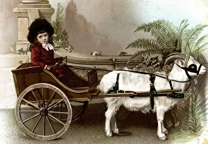 Victorian girl in a goat-drawn cart