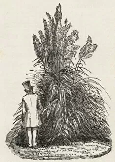 Pampas Collection: Victorian man behind pampas grass, Cortaderia selloana