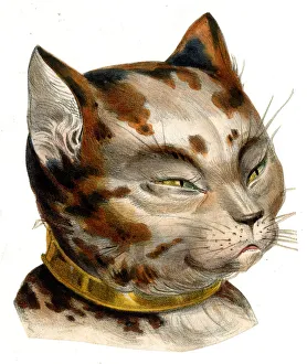 Markings Prints: Victorian scrap, cats head