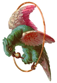 Images Dated 7th September 2018: Victorian Scrap, parrot on a hoop perch