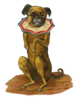 Images Dated 17th December 2015: Victorian Scrap, performing dog