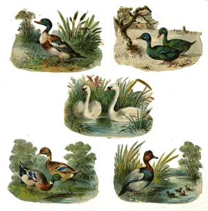 Victorian scraps, Ducks and Swans