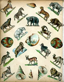 Zebra Gallery: Victorian Scraps - Page of Animals