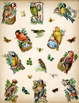 Victorian Scraps - Page of Birds and Insects