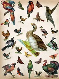 Victorian Scraps - Page of Birds and Insects
