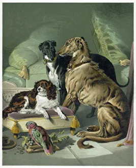 Dogs Collection: Victorias Dogs
