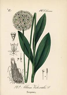 Allium Gallery: Victory onion or Alpine leek, Allium victorialis