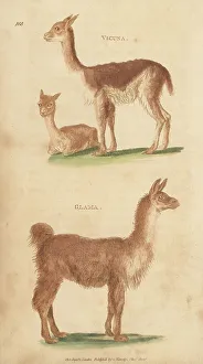 Vicuna Prints: Vicuna, Lama vicugna, and llama, Lama glama