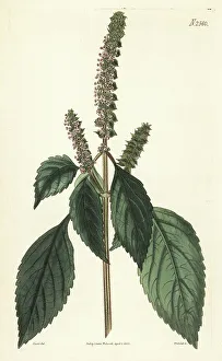 Weddell Prints: Vietnamese balm, Elsholtzia ciliata