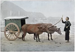Images Dated 6th April 2021: Two Vietnamese oxen draw a small cart on a misty day. Date: 1890s