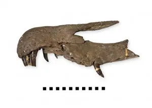 Side view of a Baryonyx snout