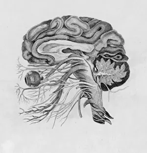 Brain Prints: Side View of Brain / C19