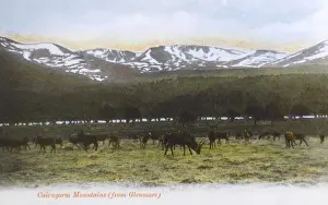 Capped Prints: View of Cairngorm Mountains from Glenmore, Scotland