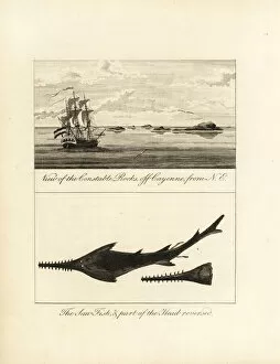 Critically Collection: View of Constable Rocks off Cayenne, and sawfish