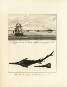 View of Constable Rocks off Cayenne, and sawfish View of Constable Rocks off Cayenne, and sawfish