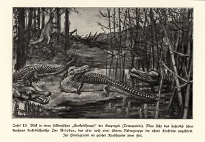 Images Dated 10th October 2019: View of a crocodile swamp, south Germany, Triassic period
