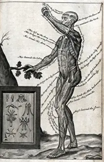 Circulation Prints: View of male from side