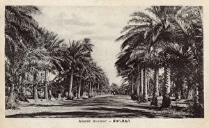 Images Dated 7th July 2016: View down Maude Avenue, Baghdad, Iraq
