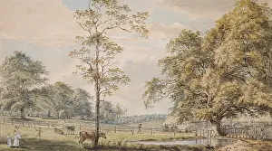 View near the Woodyard, Windsor Great Park