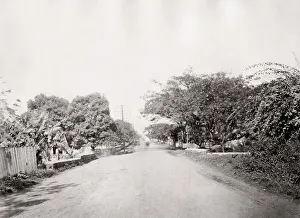 View along Nuuanu Avenue, Honolulu, Hawaii