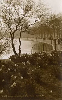 Daffodils Gallery: View of the Serpentine, Hyde Park, London - Springtime