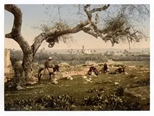South West Prints: View from Southwest, Lydda, Holy Land, (i. e. Israel)