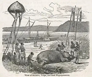 Hippo Prints: View of stamer, traps and dead hippo / Livingstone expedition