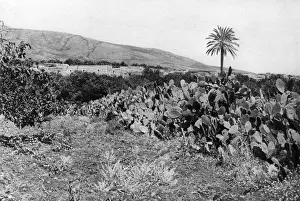 Cactus Prints: View of Sulam (Shunem), Northern Israel