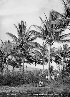 View of Woods at Tongataboo, Friendly Islands