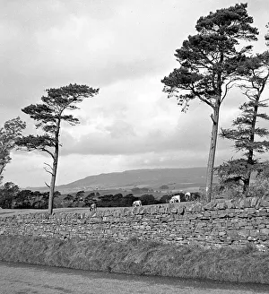 View of the Yorkshire Dales, between Kaber and Tan Hill