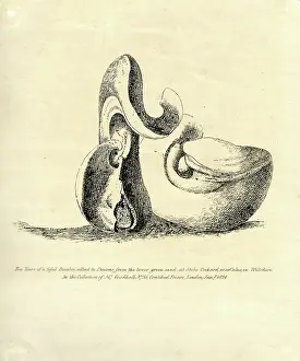 Friars Prints: Two views of a fossil bivalve allied to Diceras