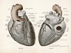 Labelled Prints: Two Views of the Heart